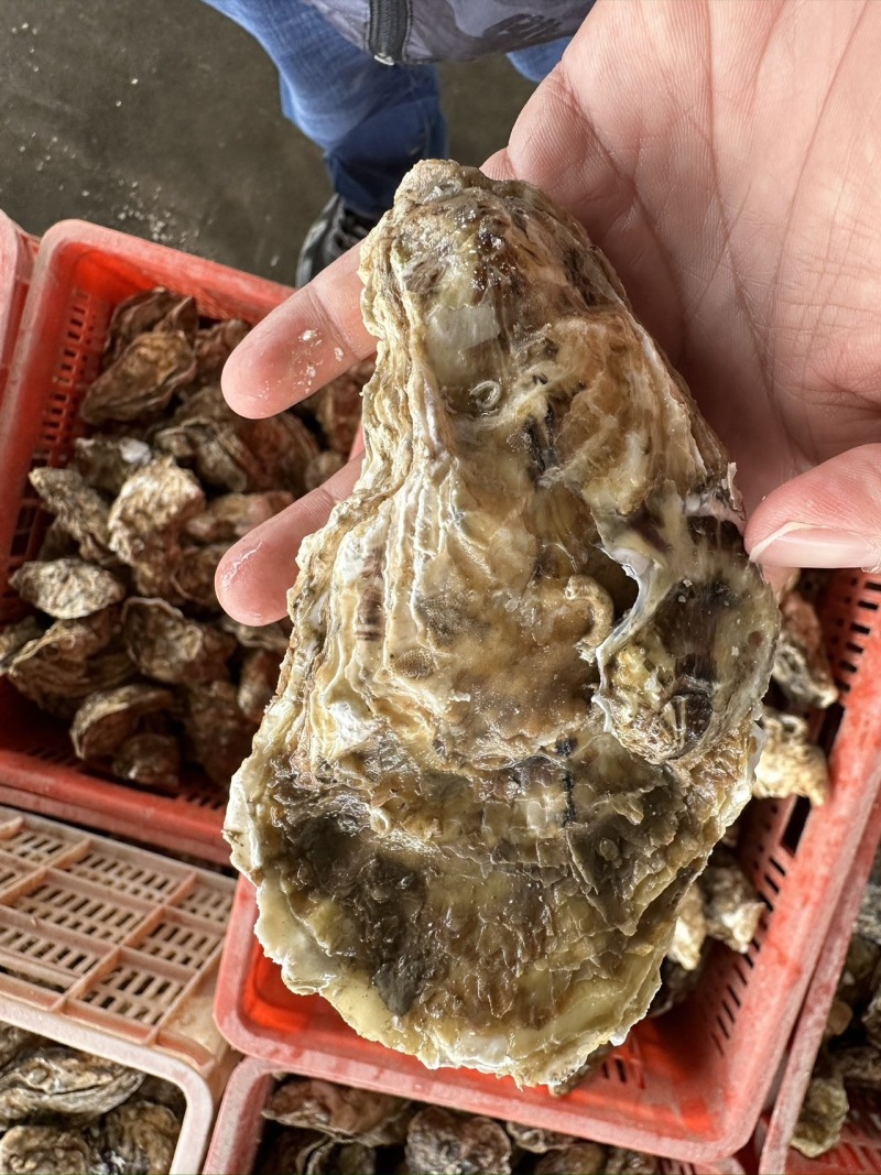 新鲜乳山生蚝，海味鲜美，肉质肥厚，尽享海鲜盛宴