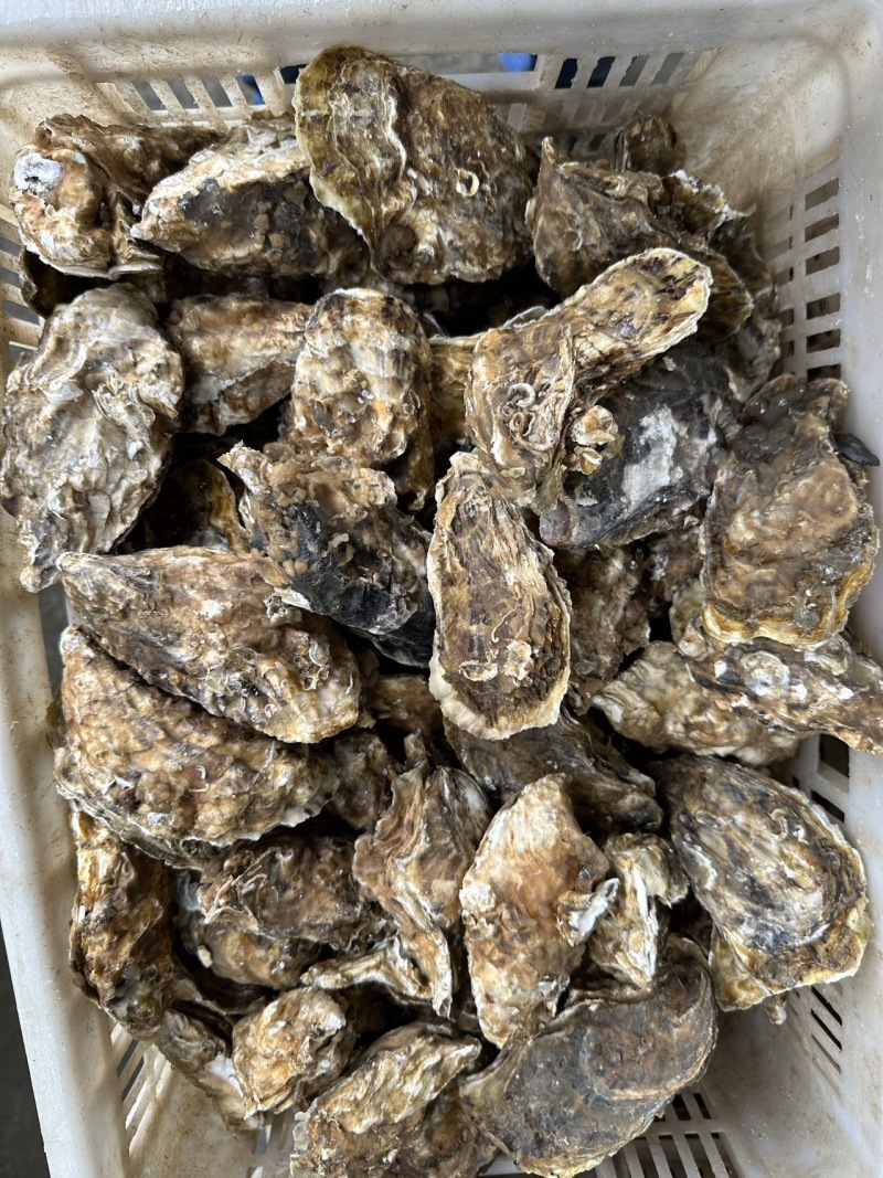 新鲜乳山生蚝，海味鲜美，肉质肥厚，尽享海鲜盛宴