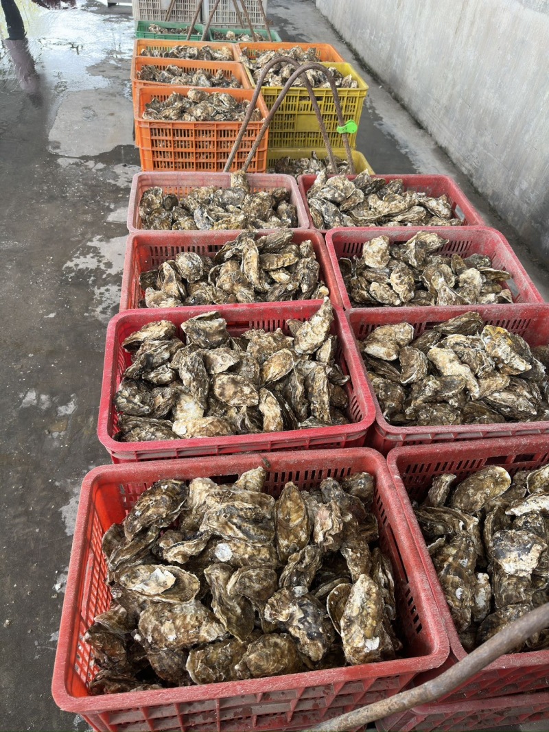 新鲜乳山生蚝，海味鲜美，肉质肥厚，尽享海鲜盛宴