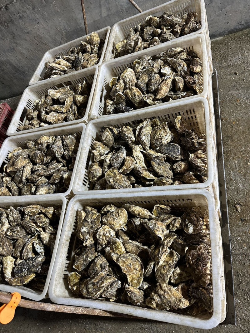 新鲜乳山生蚝，海味鲜美，肉质肥厚，尽享海鲜盛宴
