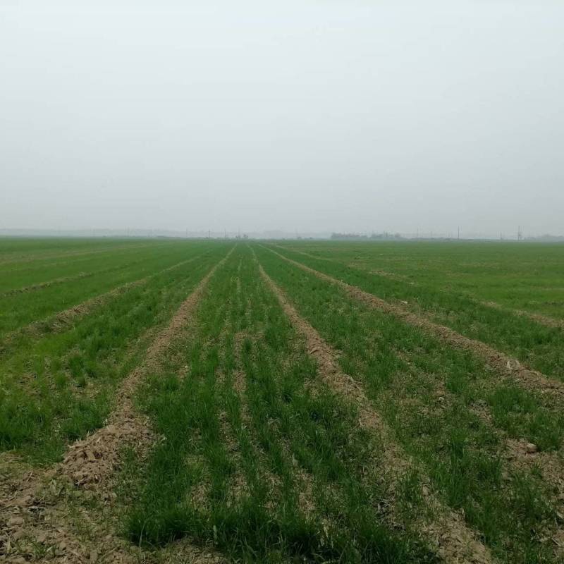 5000亩优质水浇地对外流转，可种植各种农作物。