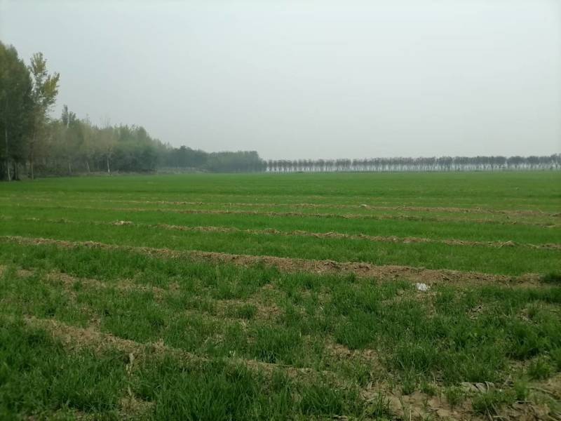5000亩优质水浇地对外流转，可种植各种农作物。