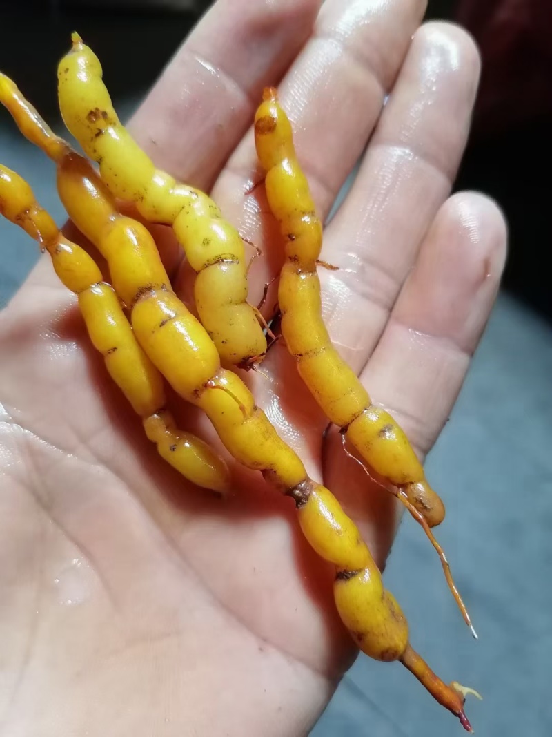 鸡筋参开始有货了，各位老板