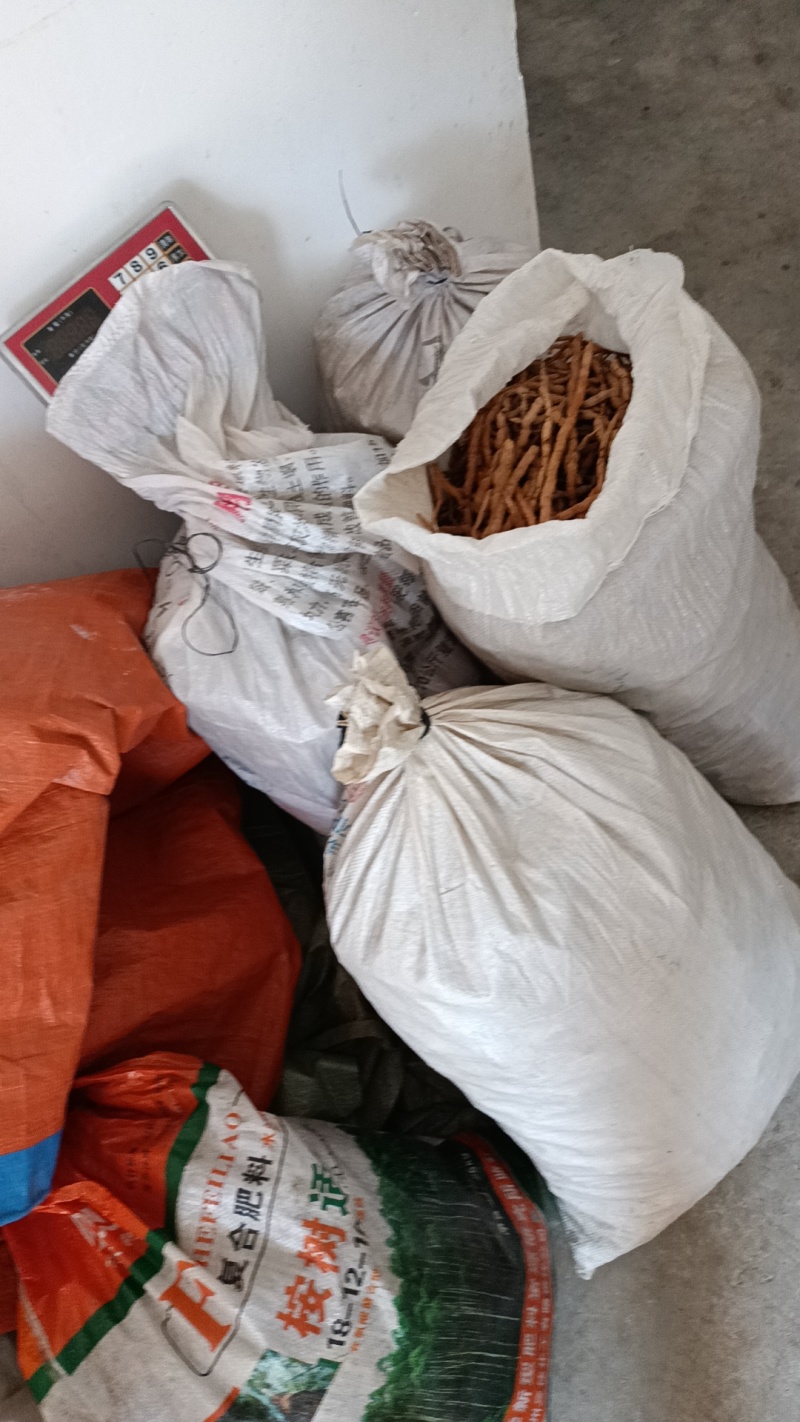 鸡筋参开始有货了，各位老板