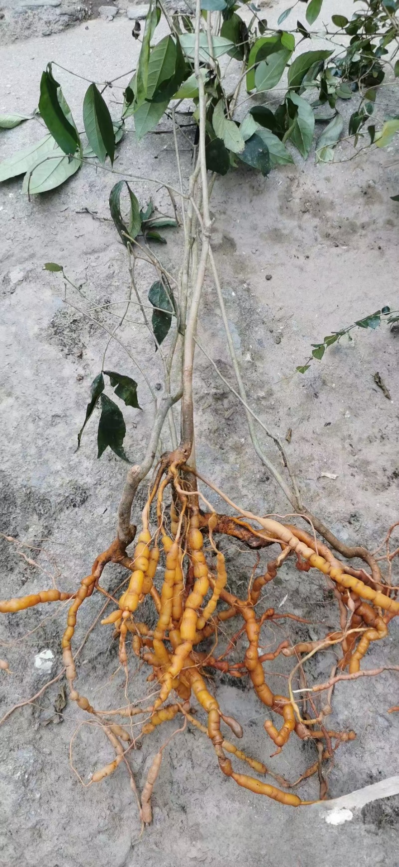 鸡筋参开始有货了，各位老板