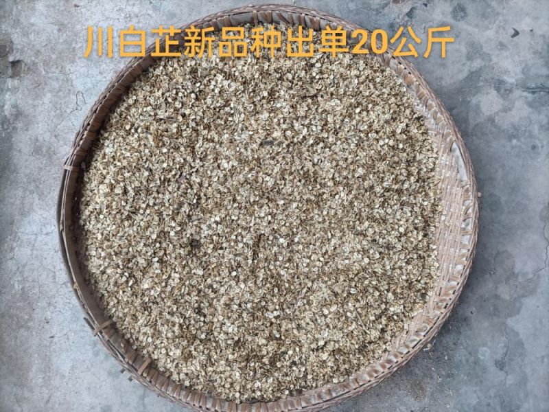 川白芷新品种子3公斤起批，免费送种植资料，技术培训，指导