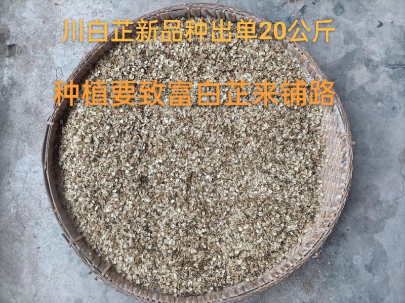 川白芷新品种子3公斤起批，免费送种植资料，技术培训，指导