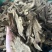 无硫木香片，足干，片大