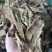 无硫木香片，足干，片大