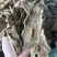 无硫木香片，足干，片大