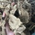 无硫木香片，足干，片大