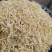 25年芽豆芽苗豆小金黄白皮东升豆洪峰系列小粒小中粒芽苗豆