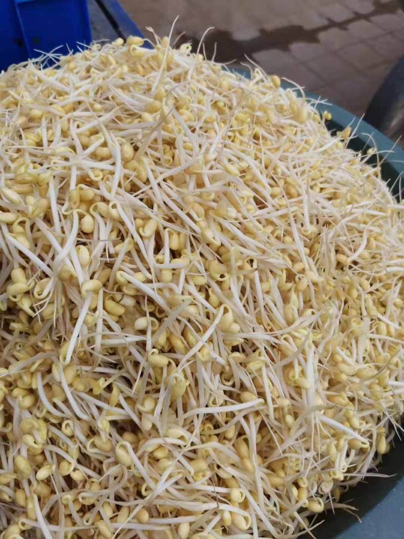 25年芽豆芽苗豆小金黄白皮东升豆洪峰系列小粒小中粒芽苗豆