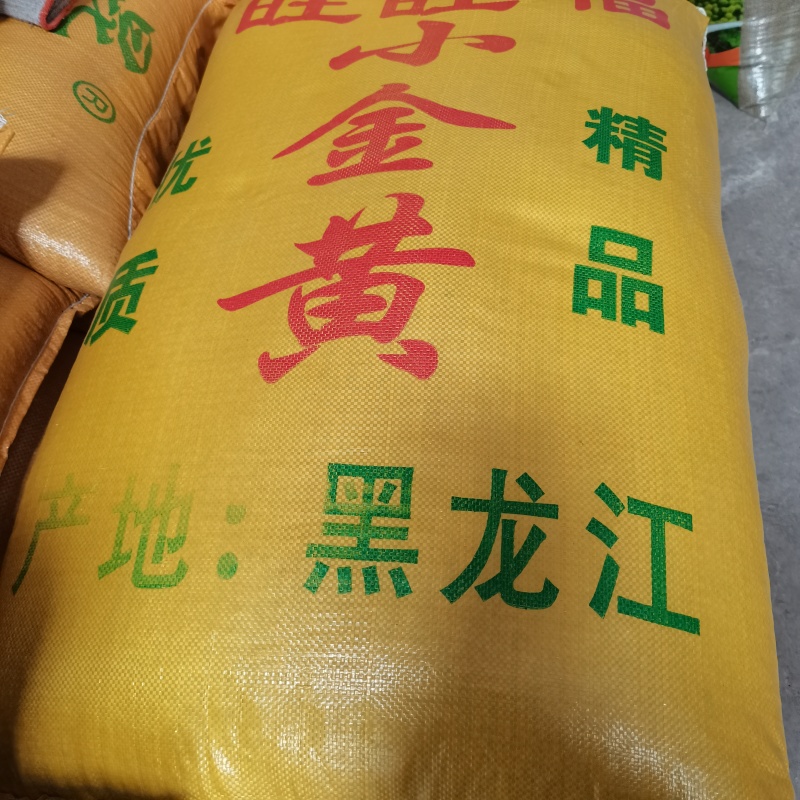 25年芽豆芽苗豆小金黄白皮东升豆洪峰系列小粒小中粒芽苗豆