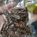 ***广西菜牛牛肉干
