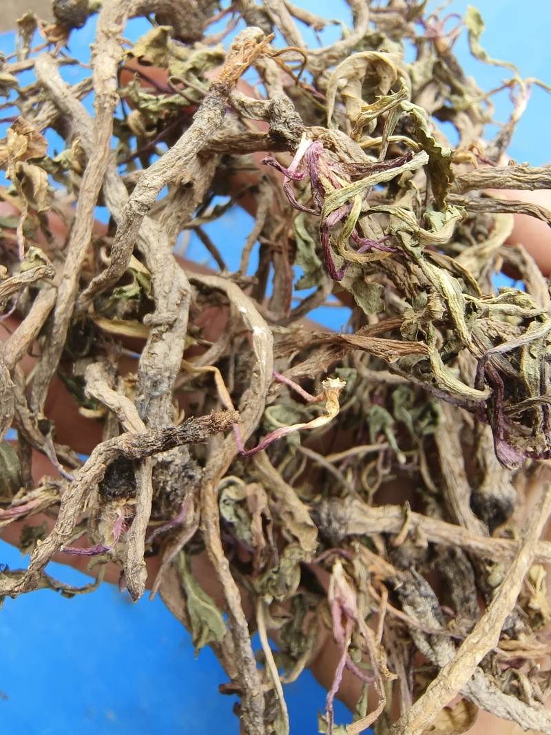散装蒲公英根，当年新货，自然晒干，颜色靓，500克的价位