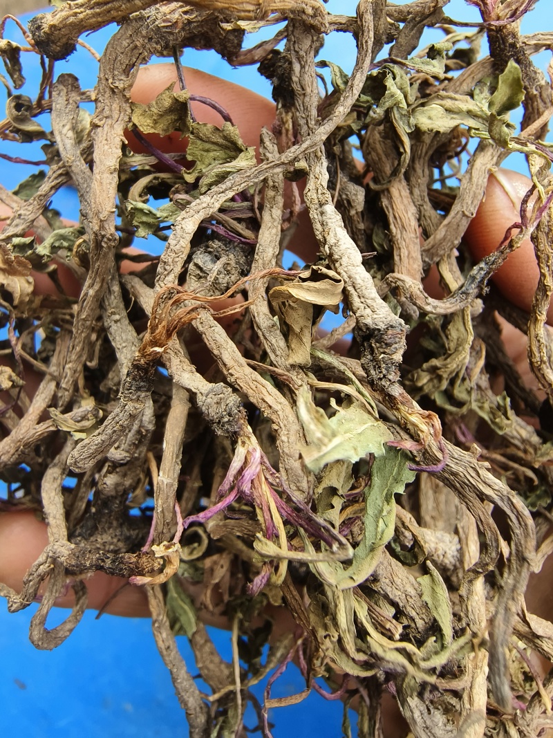 散装蒲公英根，当年新货，自然晒干，颜色靓，500克的价位