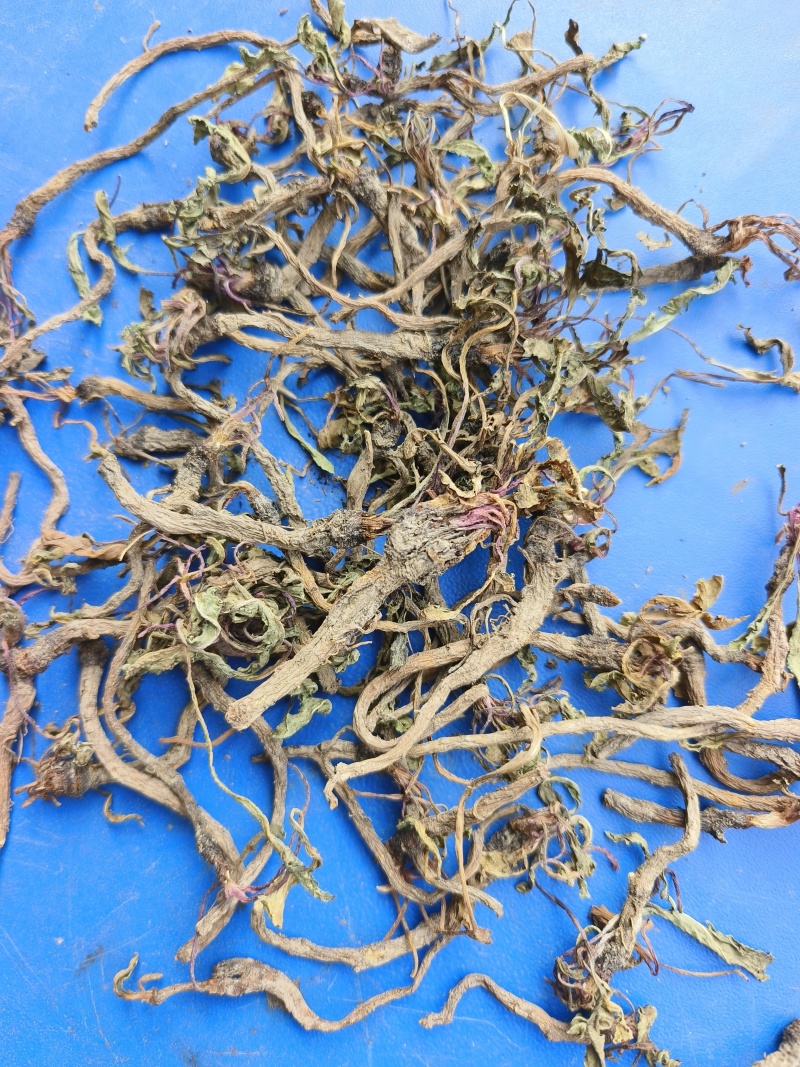 散装蒲公英根，当年新货，自然晒干，颜色靓，500克的价位