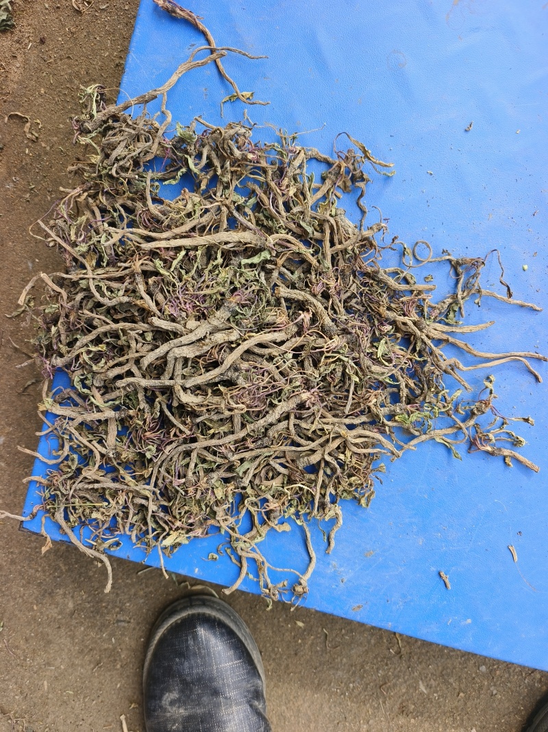 散装蒲公英根，当年新货，自然晒干，颜色靓，500克的价位