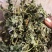 童子益母草整株，自然晒干，当年新货，人工挑选欢迎批发零售