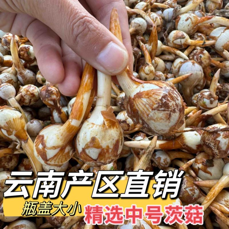 产地直销新鲜慈菇中号茨菇全国可发货欢迎咨询