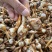 产地直销新鲜慈菇中号茨菇全国可发货欢迎咨询