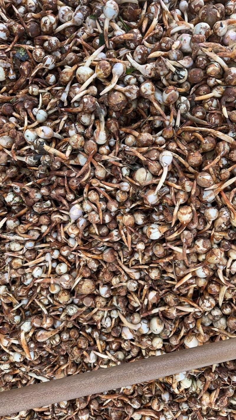 产地直销新鲜慈菇中号茨菇全国可发货欢迎咨询