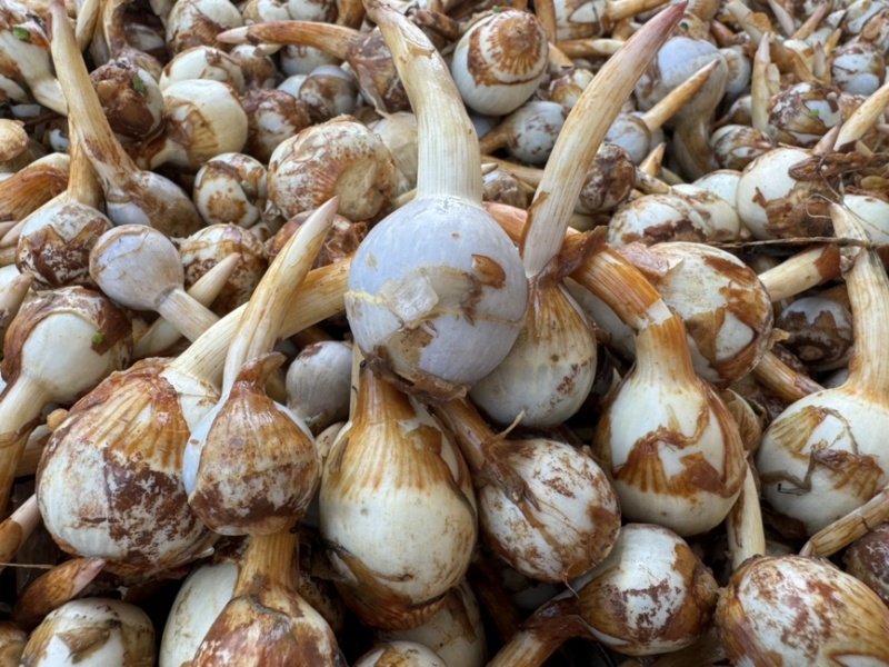 产地直销新鲜慈菇中号茨菇全国可发货欢迎咨询
