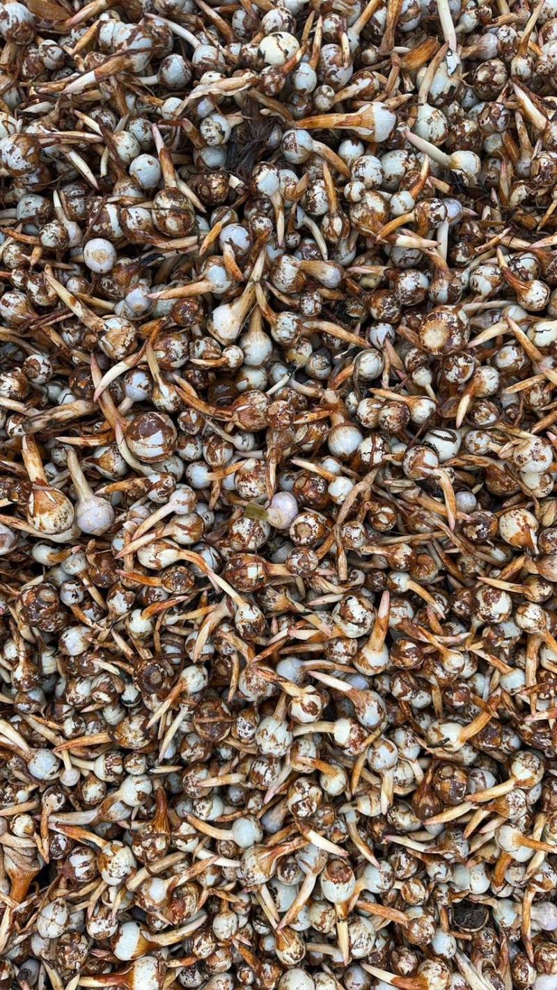 产地直销新鲜慈菇中号茨菇全国可发货欢迎咨询