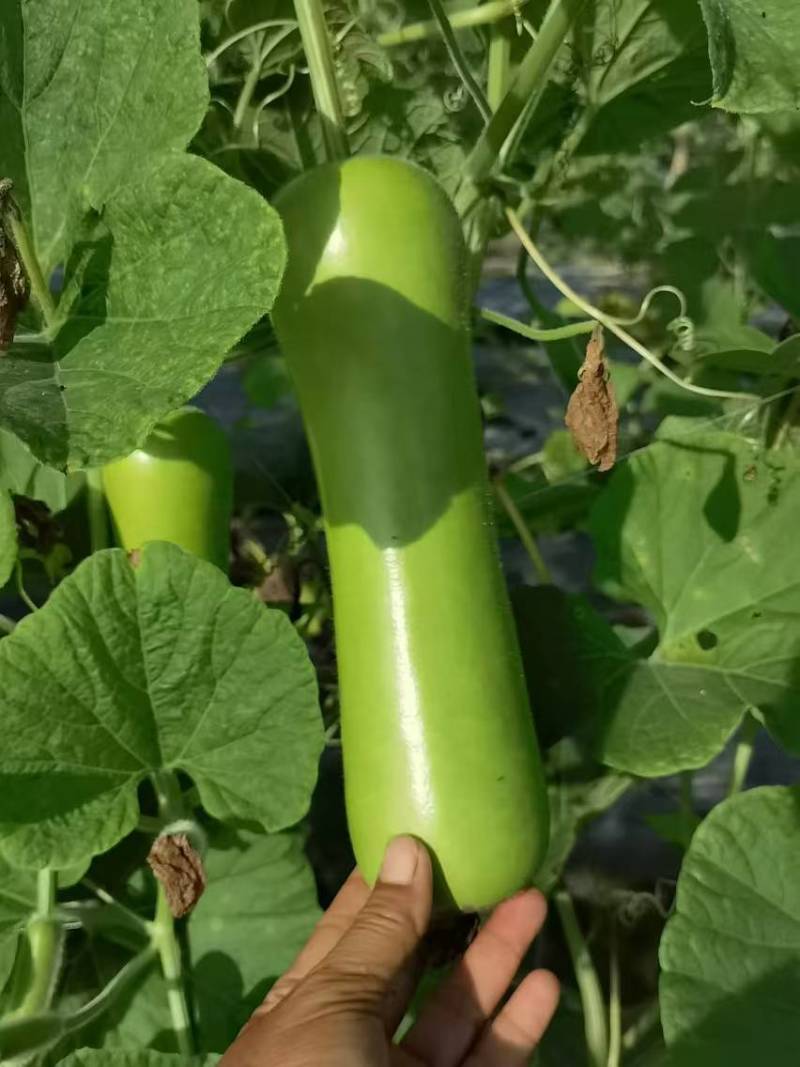 精品广东瓢瓜，产地直发大量供应一手货源欢迎致电