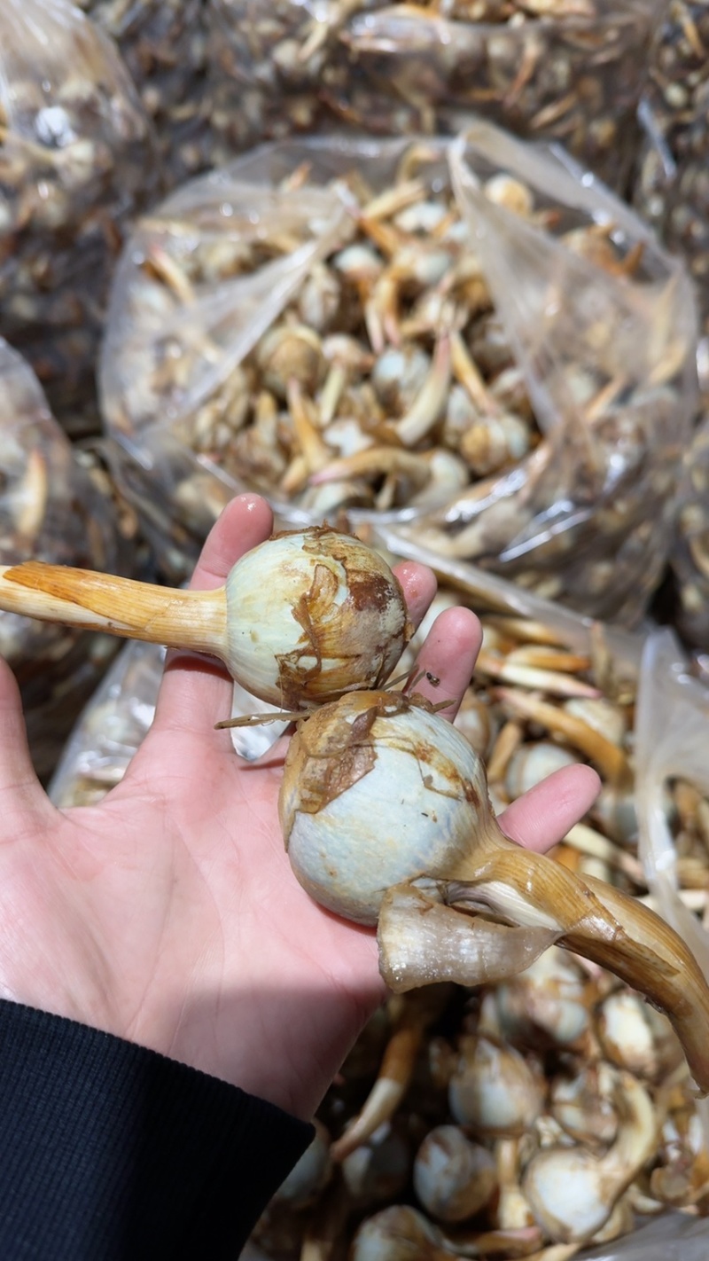 云南茨菇，精品大慈菇大量上市，产地直销，全国发货