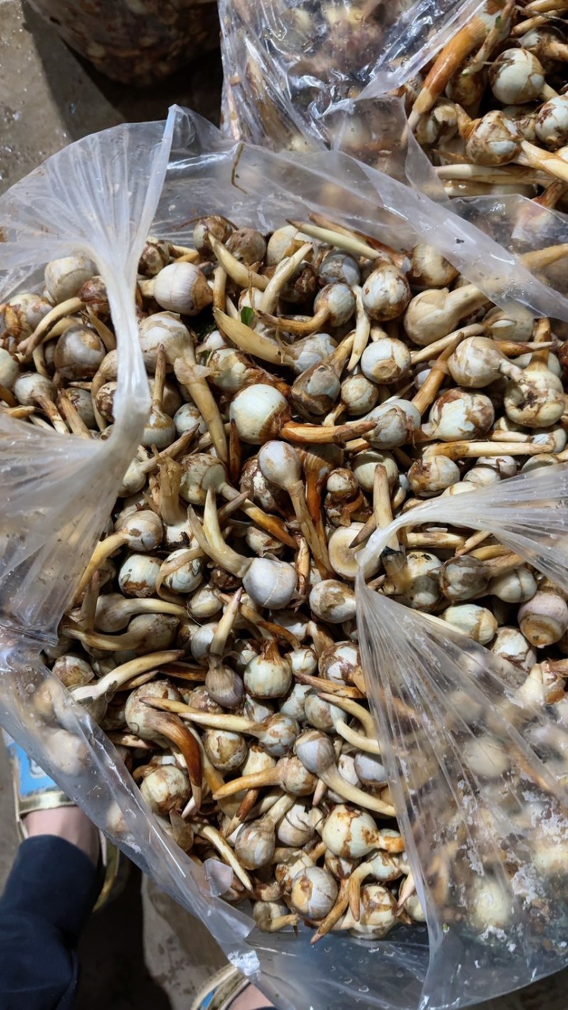 云南茨菇，精品大慈菇大量上市，产地直销，全国发货