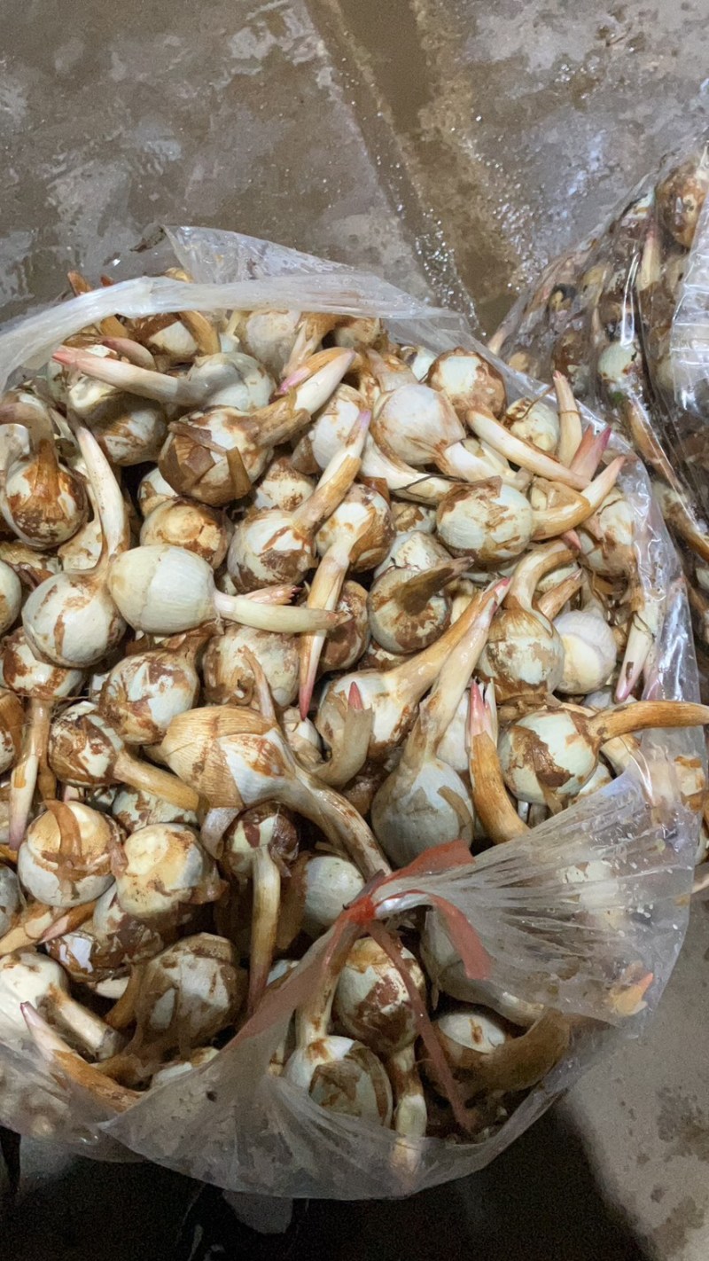 云南茨菇，精品大慈菇大量上市，产地直销，全国发货