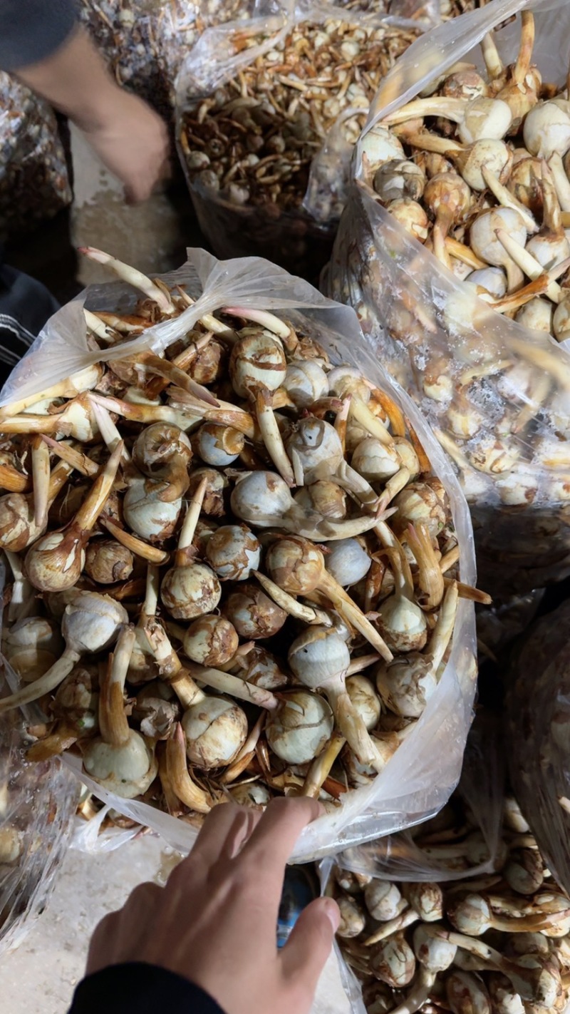 云南茨菇，精品大慈菇大量上市，产地直销，全国发货