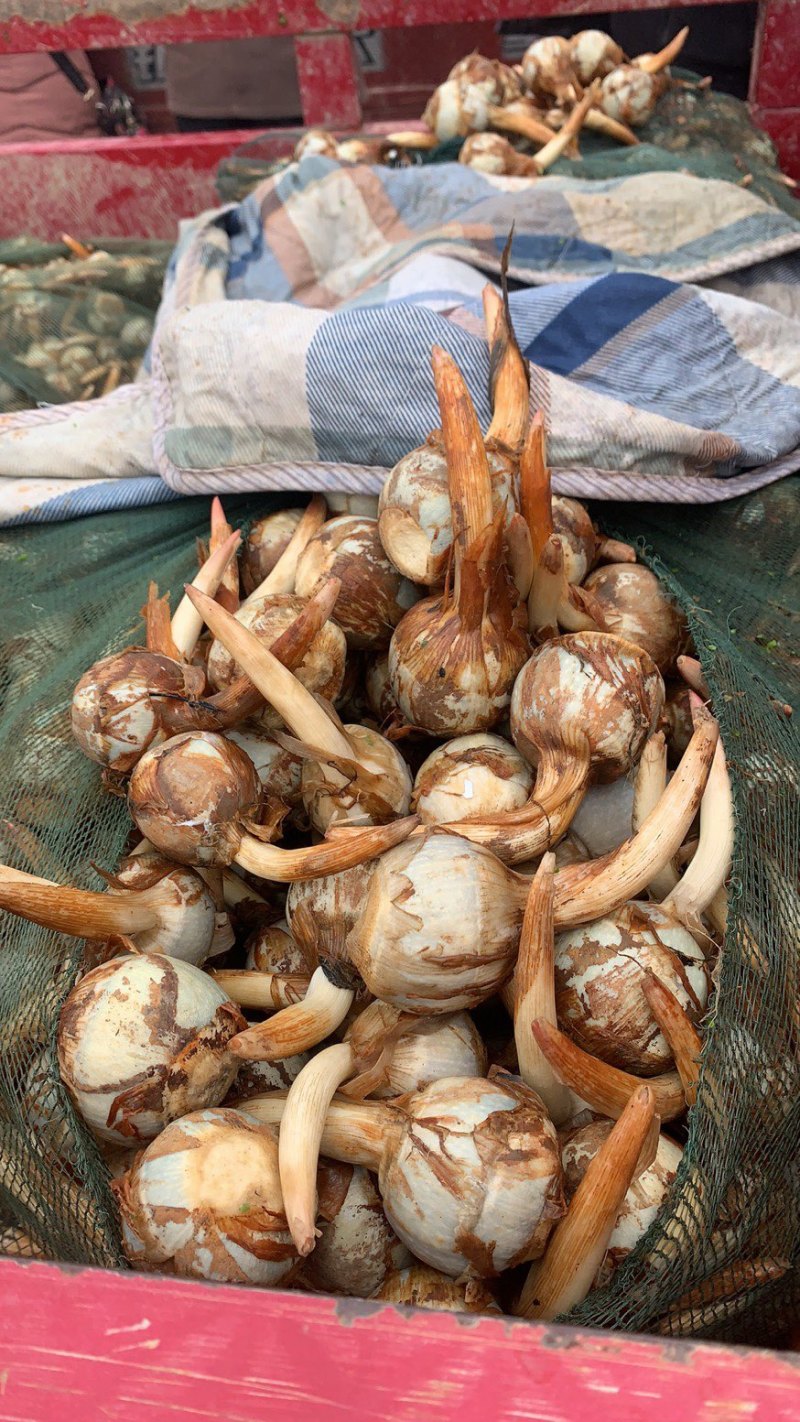 云南茨菇，精品大慈菇大量上市，产地直销，全国发货