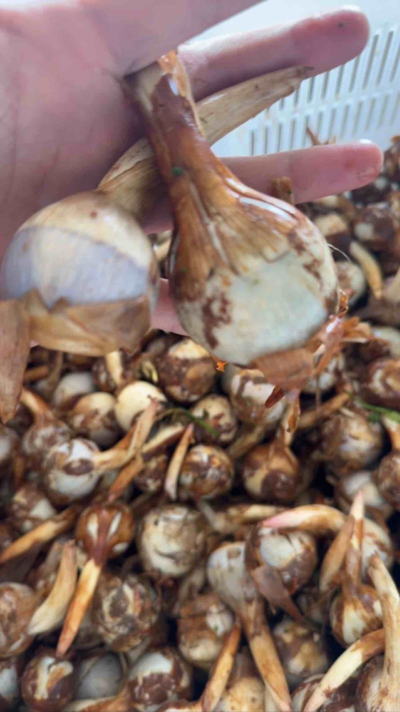 云南茨菇，精品大慈菇大量上市，产地直销，全国发货