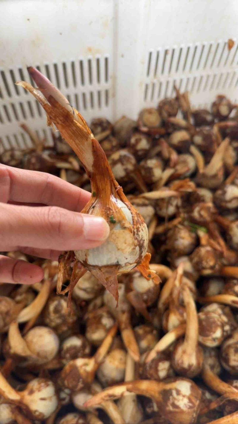 云南茨菇，精品大慈菇大量上市，产地直销，全国发货