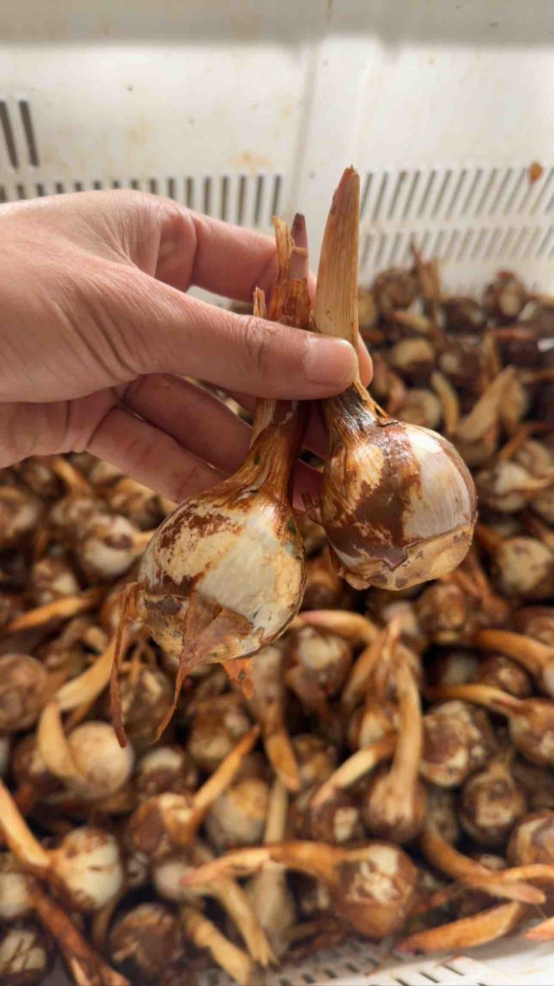 云南茨菇，精品大慈菇大量上市，产地直销，全国发货