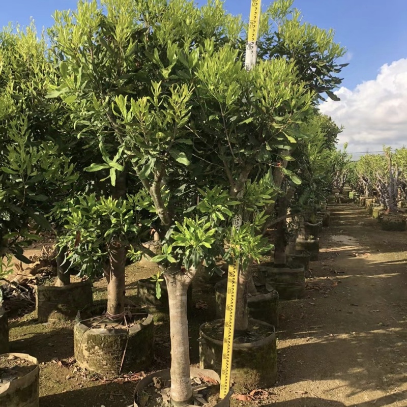 2411苗圃供应夏威夷果树1-3米澳洲坚果树嫁接苗