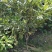2411苗圃供应夏威夷果树1-3米澳洲坚果树嫁接苗