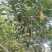 2411苗圃供应夏威夷果树1-3米澳洲坚果树嫁接苗