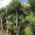 2411苗圃供应夏威夷果树1-3米澳洲坚果树嫁接苗