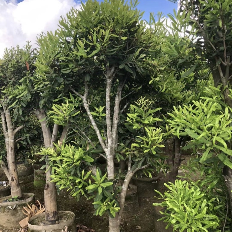 2411苗圃供应夏威夷果树1-3米澳洲坚果树嫁接苗