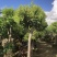 2411苗圃供应夏威夷果树1-3米澳洲坚果树嫁接苗