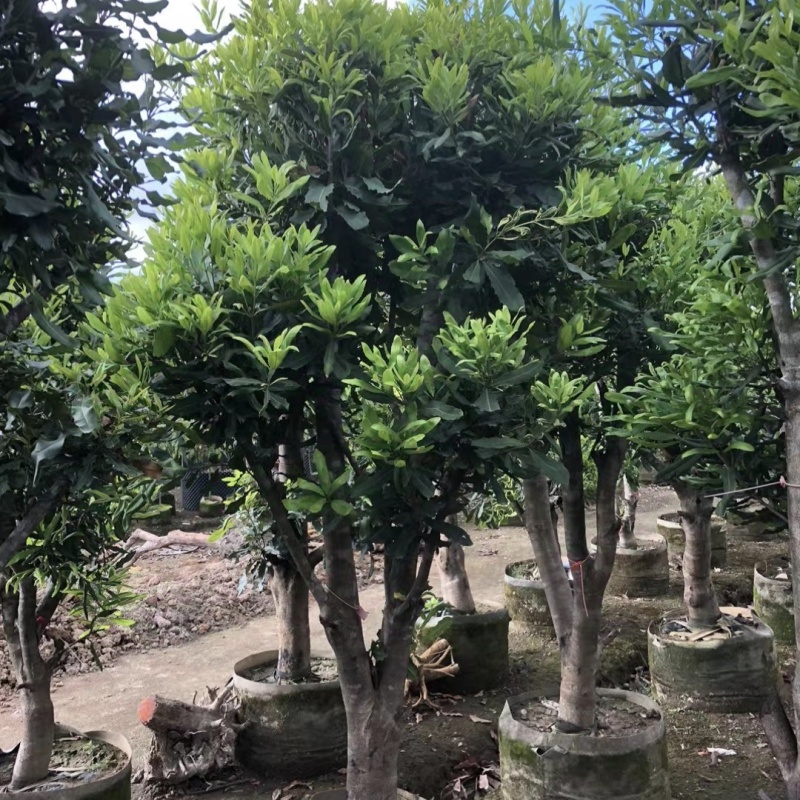 2411苗圃供应夏威夷果树1-3米澳洲坚果树嫁接苗