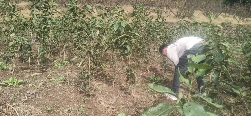 黑珍珠樱桃嫁接苗黑紫色颗粒大肉厚实风味浓厚