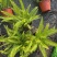 贵州肾蕨批发贵州苗木基地供应各类规格肾蕨基地