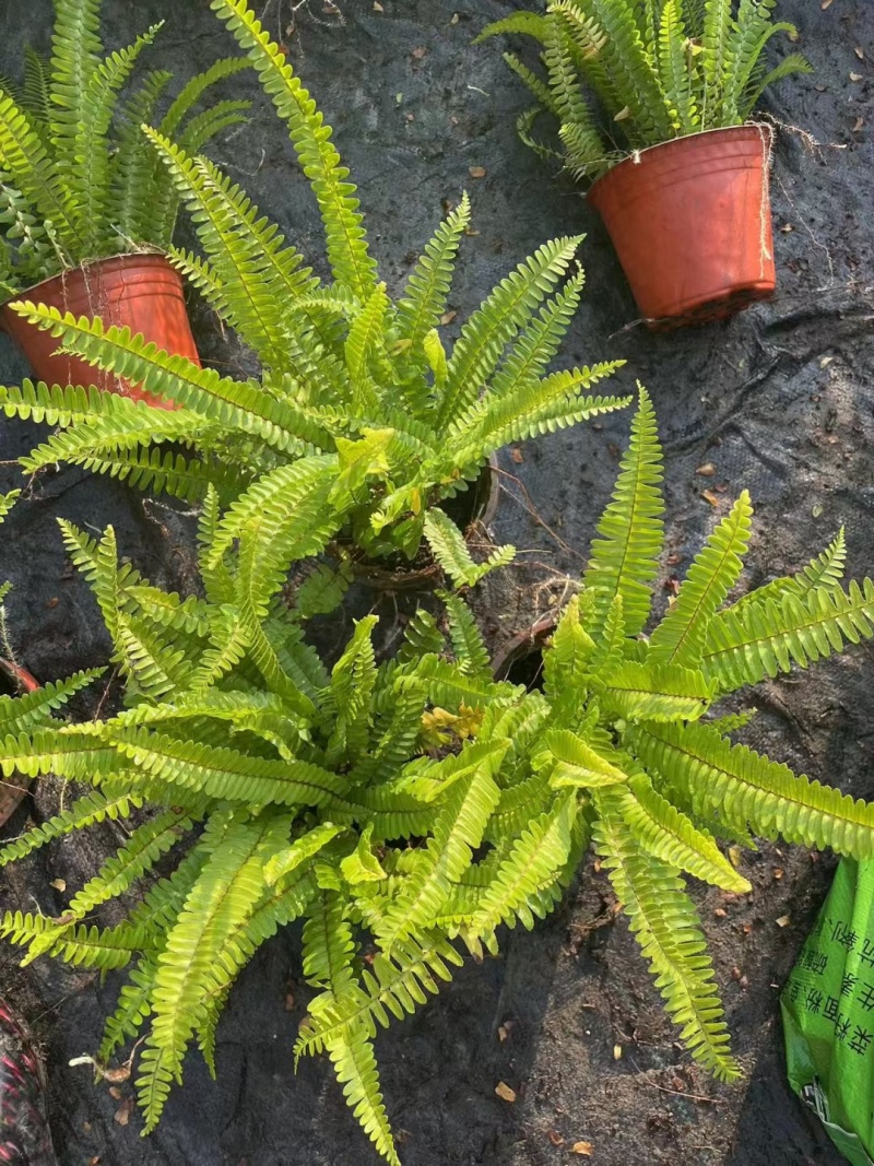 贵州肾蕨批发贵州苗木基地供应各类规格肾蕨基地