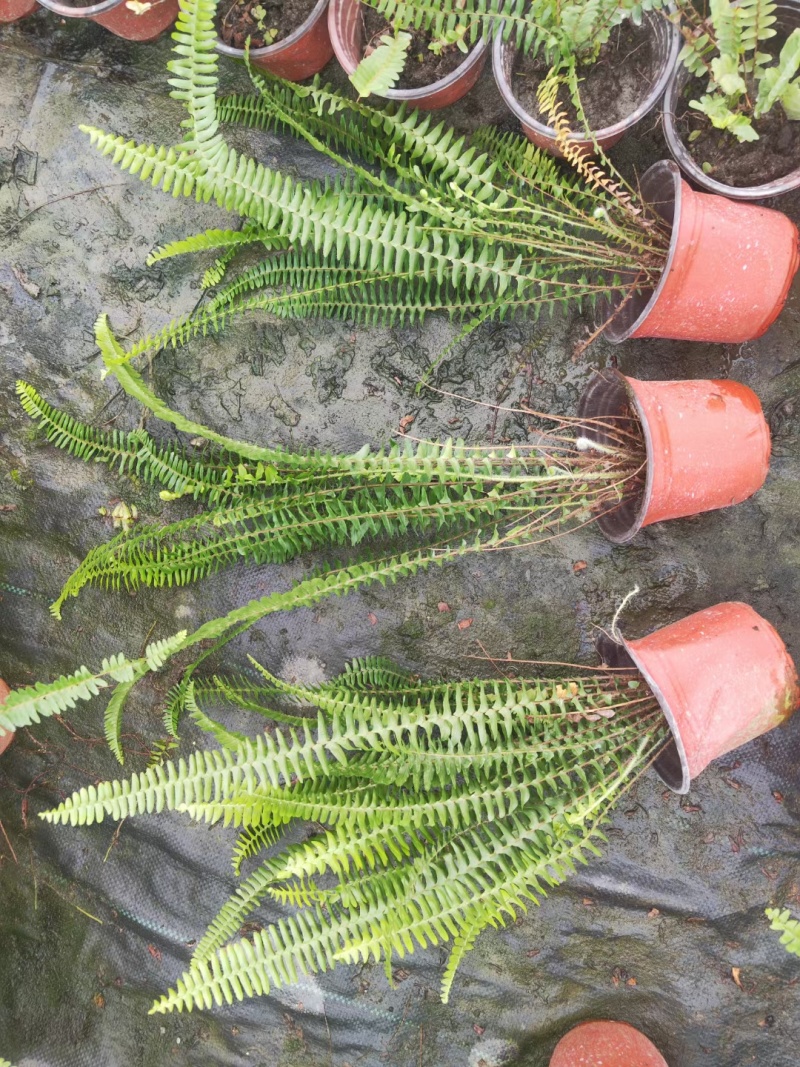 贵州肾蕨批发贵州苗木基地供应各类规格肾蕨基地