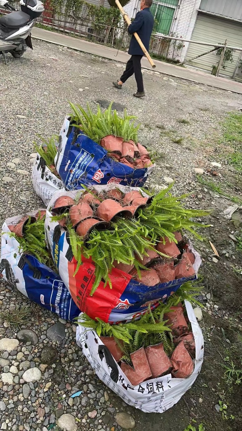 贵州肾蕨批发贵州苗木基地供应各类规格肾蕨基地